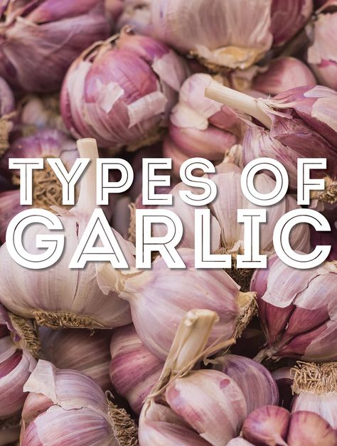 38 Types Of Garlic And How To Use Them (With Photos!) Types Of Garlic, Benefits Of Garlic, Hardneck Garlic, Garlic Health Benefits, Growing Healthy Hair, Garlic Benefits, Garlic Uses, Food Scientist, Healthy Juice Recipes