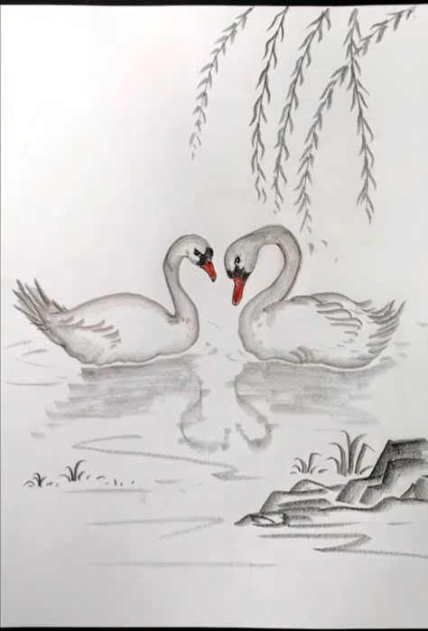 Drawing Of Swan, Swans Drawing, Ducks Drawing, Draw A Swan, Animal Sketches Easy, Swan Drawing, Scenery Drawing For Kids, Bird Painting Acrylic, Pencil Drawing Images