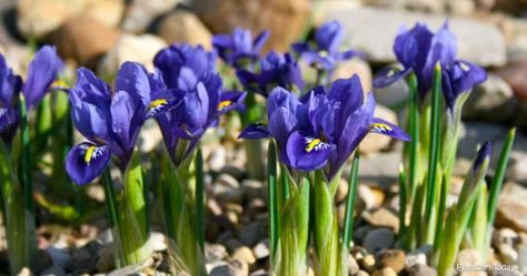 Transplanting Iris Plants: When Is The Best Time To Transplant Iris Replanting Iris Bulbs, When To Transplant Iris, Iris Flowers Garden, Autumn Flowering Plants, They Will Come Back, Deer Resistant Garden, Colorful Flower Beds, Flower Tips, Iris Rhizomes