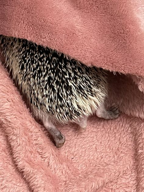 So mini tiny tail of my Happy the Hedgehog. First time visible, because he/she is still shy and scared. The Hedgehog, First Time, Animals