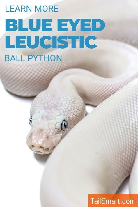 Come learn more about this rare ball python morph. #snake #snakes #ballpythons Ball Pythons Morphs, Spider Morph Ball Python, Grey Piebald Ball Python, Snake Morphs Ball Python, Axanthic Ball Pythons, Python Morphs, Ball Python Morphs, Ball Pythons, Ball Python