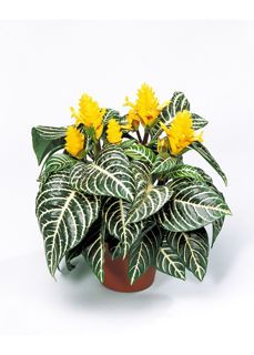 Aphelandra Squarrosa, Portulaca Flowers, Ficus Pumila, Zebra Plant, Yellow Plants, Air Purifying Plants, Mini Plants, House Plants Decor, Bonsai Garden