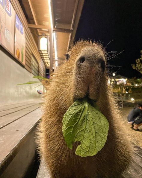 Evoluzioni Eevee, Capybara Pet, Baby Capybara, Cute Small Animals, Cute Animals Puppies, Pretty Animals, Silly Animals, Cute Wild Animals, Cute Animal Photos