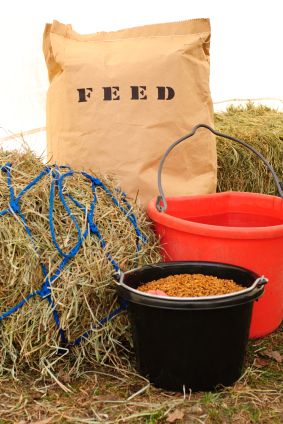 Horse Feed Pregnant Mare, Horse Feeding, Agriculture Photos, Ranch Fencing, Livestock Feed, Dream Horse Barns, Pygmy Goat, Horse Feed, Animal Science