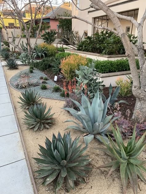 Diy Riverbed Landscaping, Rock And Agave Landscaping, Agave Garden Design Front Yards, Zeroscaping Front Yard Florida, Blue Agave Landscaping, Cactus Landscaping Ideas, Front Yard Landscaping Succulents, Succulent Garden Outdoor Front Yards, Arizona Yard Ideas