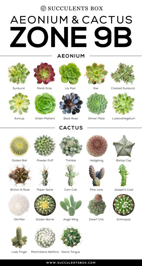 Succulent Names, Types Of Succulents Plants, Kaktus Dan Sukulen, How To Water Succulents, Types Of Cactus Plants, Types Of Cactus, Cactus Types, Zone 9, Succulent Garden Diy