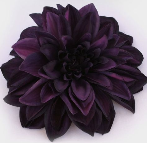 Plum Color Flowers, Dark Purple Dahlia, Eggplant Purple Wedding, Eggplant Dinner, Dinner Plate Dahlia, Purple Hoco, Purple Pages, Dark Purple Flowers, Purple Dahlia