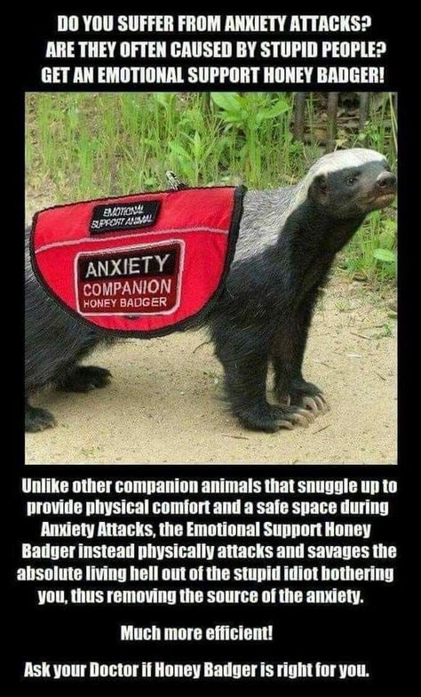 Friday Funny Images, Honey Badger, Friday Humor, Twisted Humor, Funny Animal Memes, E Card, Work Humor, Emotional Support, Cool Stuff