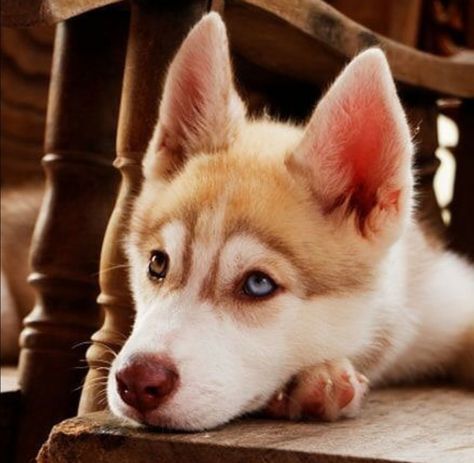 Orange Husky, Wolf Pups, Alaskan Husky, Most Beautiful Dogs, Husky Lover, Siberian Husky Dog, Siberian Husky Puppies, Siberian Huskies, Husky Mix