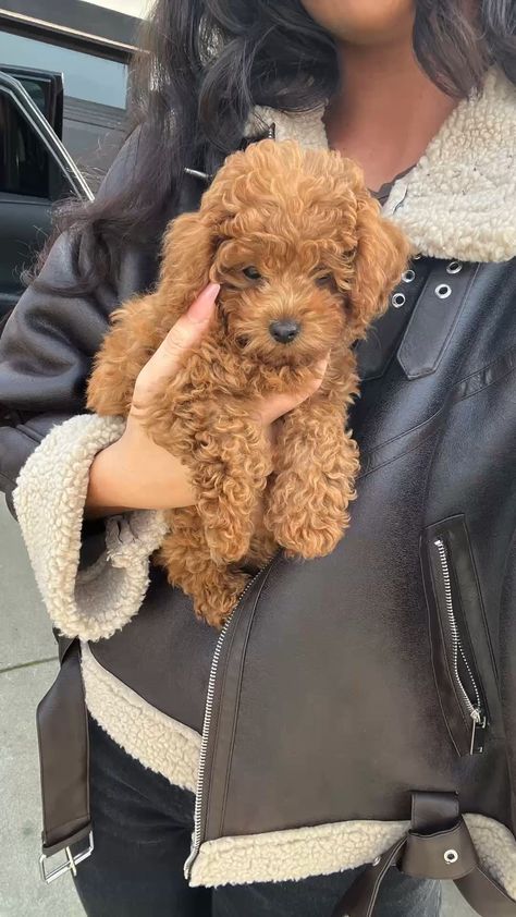 Cute Toy Poodle Puppies, Cute Dogs And Cats, Romantic Animals, Traveling With Pets, Toy Poodle Puppy, Poodle Toy, Pet Nutrition, Cute Small Dogs, Puppy Mom