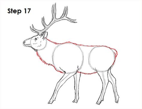 Elk Drawing 17 Deer Video, Animal Drawing Tutorial, Deer Drawing Easy, Female Elk, Deer Outline, Elk Drawing, Elk Pictures, White Tailed Deer, Drawing Instructions