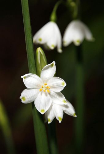 Snowflake Astethic, Summer Snowflake Flower, Snow Lotus Flower, Saltram House, Winter Aesthetic Snowflakes, Crocus In Snow, Summer Snowflake, Leucojum Aestivum, Academic Validation