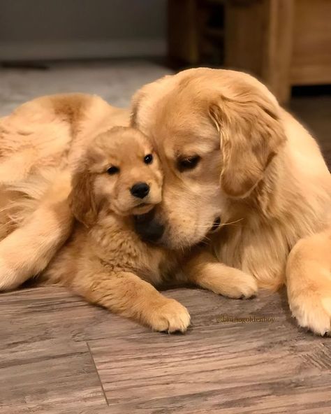 Puppy Golden Retriever, Cute Fluffy Puppies, Cutest Puppy Ever, Golden Puppies, Golden Retriever Puppies, Dog Tricks, Cute Dogs Images, Fluffy Puppies, Mental Stimulation