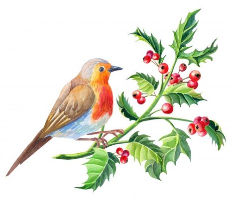 Watercolor robin bird.watercolour merry ... | Premium Photo #Freepik #photo #watercolor #christmas #floral #merry-christmas Cardinal Clipart, Watercolor Robin, Bird Clipart, Christmas Cardinals, Winter Clipart, Robin Bird, Winter Bird, Cardinal Birds, Bird On Branch