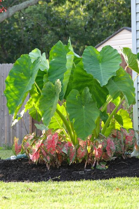 Elephant Ear Bulbs, Tropical Pool Landscaping, Longfield Gardens, Elephant Ear Plant, Pool Landscape, Tropical Pool, Container Gardening Flowers, Summer Plants, Elephant Ears