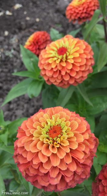 Leave space in your garden for these 11 AAS Winners | Frau Zinnie #aaswinner #flowergarden #zinnia State Fair Zinnias, Orange Zinnia, Queen Red Lime Zinnia, Zinnia Queen Lime Orange, Zinderella Lilac Zinnia, Zinnia Garden, The Secret Garden, Blossom Garden, Zinnia Flowers