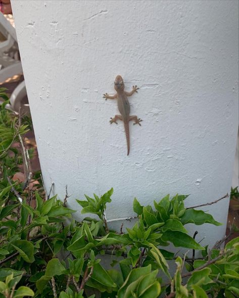 #lizard #holiday #mexico #aesthetic #animals #reptiles Reptiles Aesthetic, Lizards Aesthetic, Lizard Aesthetic, Reptile Aesthetic, Mexico Aesthetic, Aesthetic Animals, Cute Lizard, Black Smokey Eye, Florida Girl