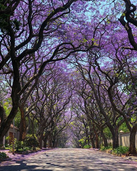 branzed87 🌳 Jacaranda Bloom 🌳 #jacarandainyourpocket #sshydepark @tsogosun Jacaranda Tree Photoshoot, Jakaranda Photoshoot, New Zealand Snow, Good Scenery, African Nature, Potential Wallpaper, Mountain Spring, Garden Homestead, Jacaranda Tree