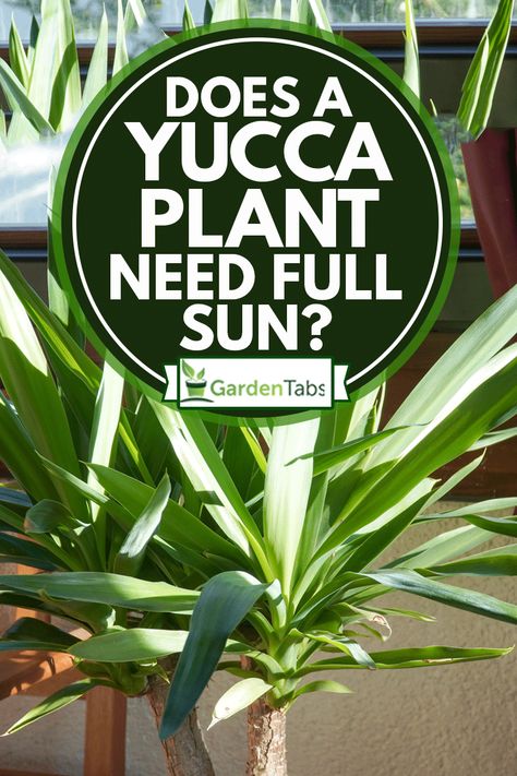 Growing Yucca Plants: Achieving Perfect Sun Exposure Yucca Plant Outdoor Pot, Yucca Aloifolia, Adams Needle Yucca, Yucca Plant Care, Spineless Yucca, Adam’s Needle Yucca, Yucca Tree, Hawthorn Tree, Yucca Plant