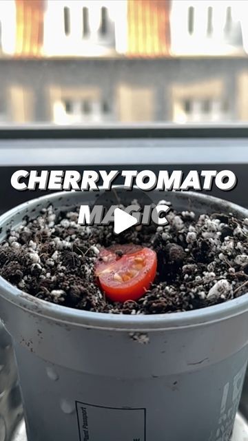 Tomato Planting Ideas, Tomato Garden Ideas, Vegan Gardening, How To Plant Tomatoes, Growing Produce, How To Grow Cherries, Growing Cherry Tomatoes, Planting Tomatoes, Creative Explained