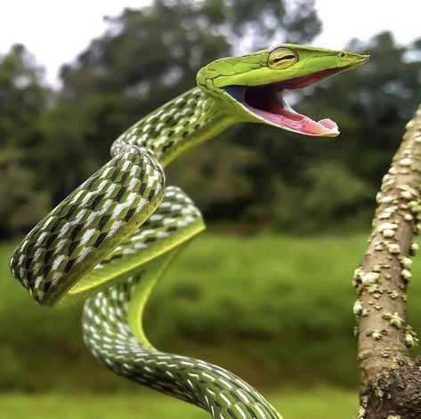 This is a green snake but when it feels threatened it expands to show the black and white scales Snakes Pictures, Vine Snake, Snake Photos, Pretty Snakes, Snake Wallpaper, Beautiful Snakes, Animal Family, Green Snake, Funny Animal Photos