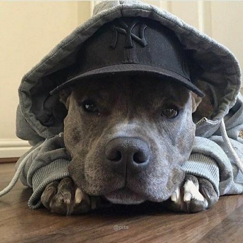 Cute Pitbulls, Staffy Dog, Cute Animals Puppies, Very Cute Dogs, Really Cute Dogs, Pretty Dogs, Pitbull Puppies, Pretty Animals