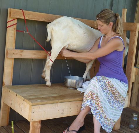 How To: Use a Dog Leash to Keep your Goat from Kicking the Milk Pail Over when Milking. Goat Milking Stand, Keeping Goats, Totes Ma Goats, Goat Milking, Feeding Goats, Goat Care, Raising Goats, Pygmy Goat, Goat Meat