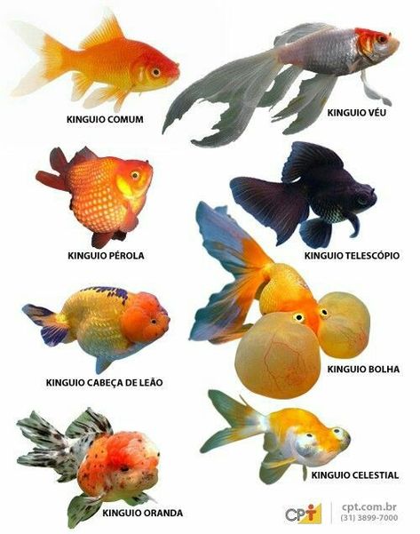 Goldfish Types, Oranda Goldfish, Fancy Goldfish, Tropical Fish Aquarium, Tropical Freshwater Fish, Pretty Fish, Freshwater Aquarium Fish, Golden Fish, Koi Fish Pond