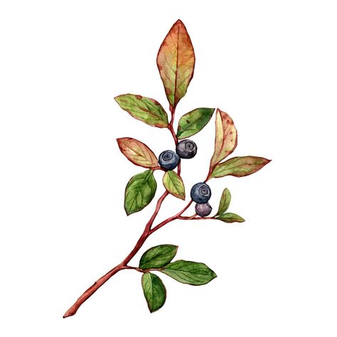 Huckleberry Tattoo, Watercolor Food Art, Huckleberry Plant, Fungi Illustration, Food Foraging, Wild Food Foraging, Plant Wall Art, Watercolor Food, Fruit Painting