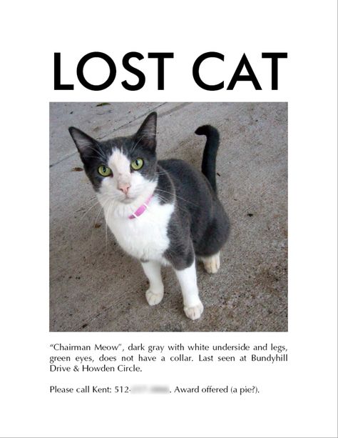 How to find a lost cat. From my experience, check all inside hiding spots first! Cats In Places Where They Shouldnt Be, Cat In Places They Shouldnt Be, Cat Lost Nine Lives, How To Find A Lost Cat, How To Cope With Loss Of Cat, Information About Cats, White And Black Cat, Lost Cat, Healthy Cat