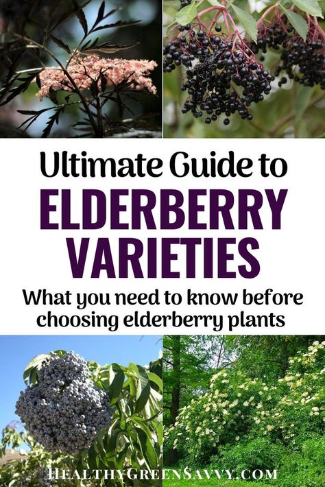 Grow Elderberry Plants, Wild Elderberry Bush, Elderberry Bush Landscape, Blue Elderberry Bush, Elderberry Bush How To Grow, How To Grow Elderberry Plants, Planting Elderberry Bushes, Growing Elderberry Bushes, Elderberry Companion Plants