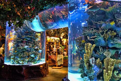 Rainforest Cafe.  I just can't wait! My new favorite place to eat! Aquarium Room, Aquarium Inspiration, Apartemen Studio, Store Entrance, Forest Cafe, Saltwater Aquariums, Amazing Aquariums, Cool Fish Tanks, Fish Tank Design