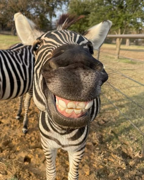 Horse Smiling, Zebra Pictures, Mountain Zebra, Laughing Animals, Smile Drawing, Gorilla Trekking, Animal Teeth, Africa Animals, Baby Zebra