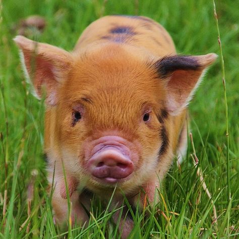 Ginger kunekune piglet Pig Farming Ideas, Pictures Of Pigs, Kunekune Pigs, Farming Quotes, Kune Kune Pigs, Farming Photography, Pot Belly Pig, Pig Feed, Raising Pigs