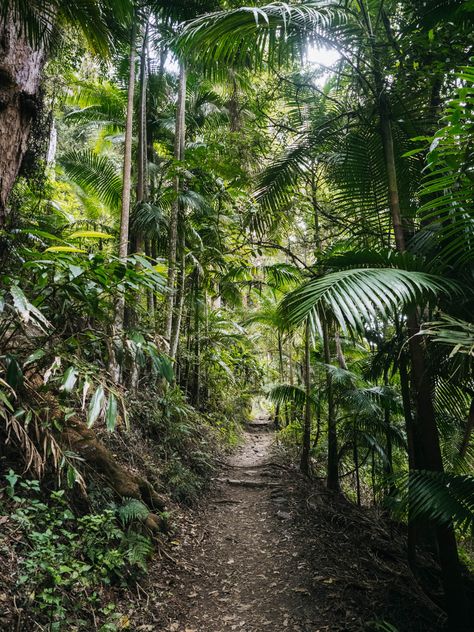 Springbrook National Park, Springbrook National Park Australia, National Park Hikes, 2024 Manifestation, Astral Plane, Gold Coast Australia, Queensland Australia, Gold Coast, Queensland