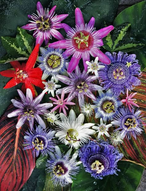 Passion Flower Varieties, Passion Flower Aesthetic, Passionflower Tattoo, Passion Flower Tattoo, Exotic Flowers Tropical, Twists Passion, Passion Flower Plant, Passion Flower Vine, Rainforest Flowers