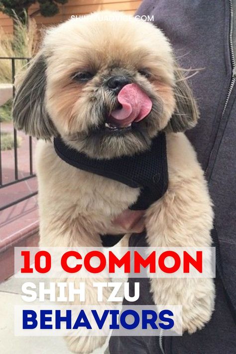 Addressing Shih Tzu stubbornness requires understanding that this behavior often stems from their intelligent and independent nature. As a Shih Tzu owner, you'll find that your dog's stubborn streak isn't just a quirk but a reflection of their Shih Tzu Training, Shih Tzu Mix, Shih Tzus, Shih Tzu, Dogs