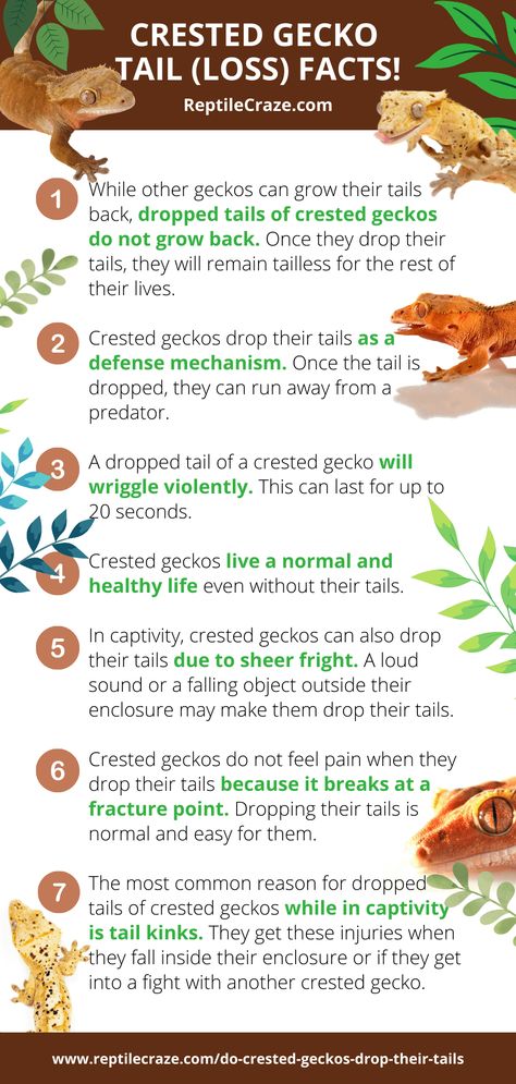 You are probably reading this now as you have seen countless pictures of tailless crested geckos. Hopefully, you are not reading this as your crestie just lost its tail *crossed fingers* If that is the case, will your crestie be okay? Do you need to stop reading this and just run to your vet? Before you head out, give this a read while you collect yourself. Crested Gecko Morphs Guide, Crested Gecko Morph Chart, Sticky Gecko, Crested Gecko Habitat, Crested Gecko Morphs, Crested Gecko Care, Gecko Habitat, Lizard Types, Gecko Terrarium