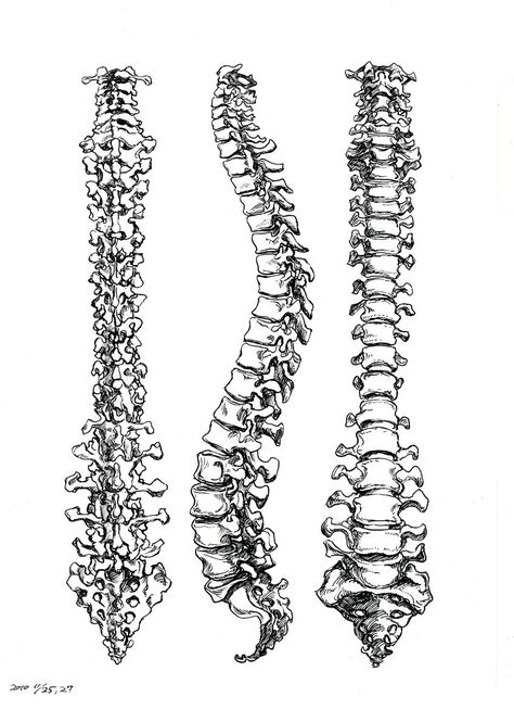 Spine Drawing, Spinal Cord Anatomy, Spinal Tattoo, Human Spine, Skeleton Drawings, Human Bones, Human Anatomy Art, Contour Drawing, Spine Tattoo