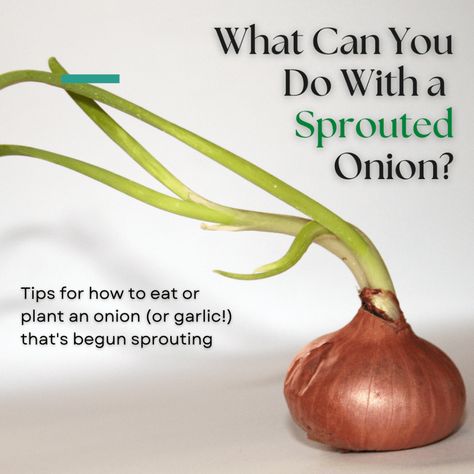 What to Do With an Onion (or Garlic Clove) That Has Sprouted | Dengarden Sprouted Onions, Garlic Shoots, Onion Sprouts, How To Store Garlic, Planting Onions, Growing Garlic, Garlic Head, Garlic Bulb, Garlic Clove