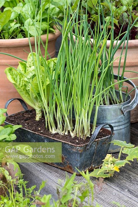 A recycled metal container planted with spring onions and lettuce. Spring Onion Plant, Onion Plant, Vegetable And Herb Garden, Medicine Garden, Restaurant Design Inspiration, Planting Onions, Garden To Table, Plant Containers, Herb Garden Design