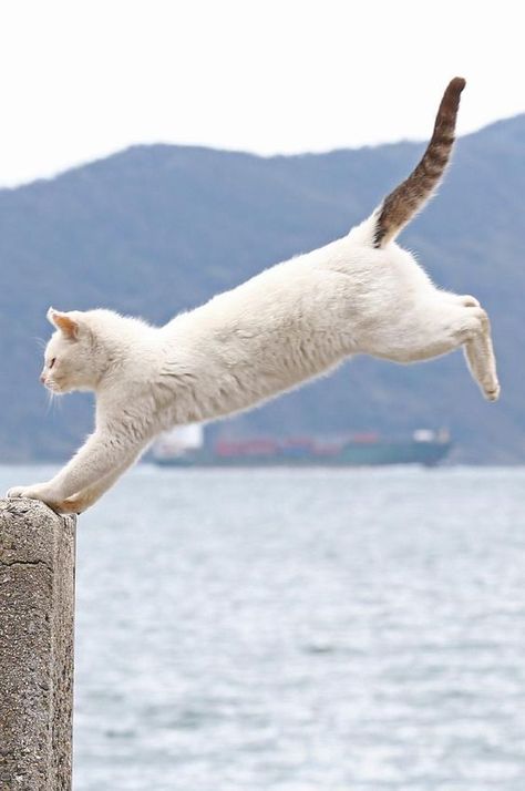 Cat Jumping, Jumping Cat, Animal Poses, Cat Poses, Cat Run, Cat Anatomy, Cat References, Cat Reference, Cat Pose