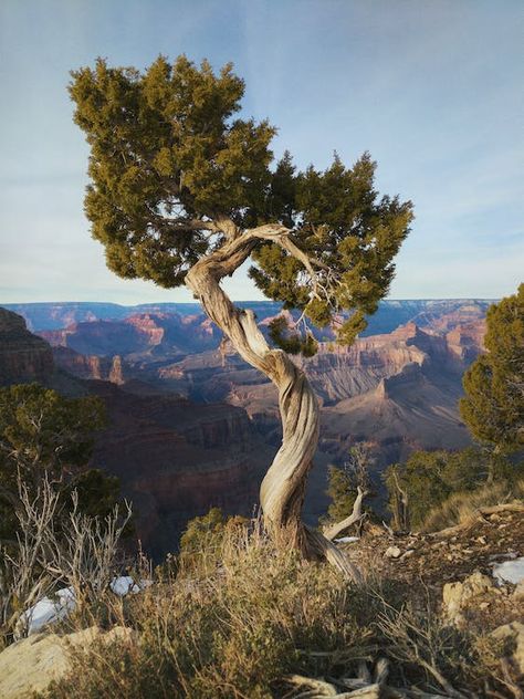 Juniper Tree, Conifer Trees, Unique Trees, Colorado River, Grand Canyon National Park, Watch Tower, The Grand Canyon, Iconic Landmarks, Red Rock