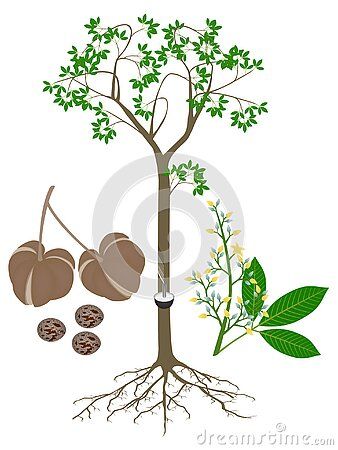 rubber-tree-hevea-brasiliensis-fruits-flowers-white-background-beautiful-illustration Hevea Brasiliensis, Fruit Flowers, Rubber Tree, Beautiful Illustration, Background Beautiful, Flowers White, Kim Taehyung, White Background, Trees