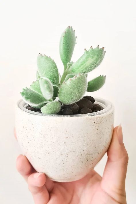 Bear Paw Cactus, Bear Paw Succulent, Plant Friends, Plant Goals, Tiny Cactus, Pretty Rose, Bear Claws, Indoor Gardens, Bear Paw