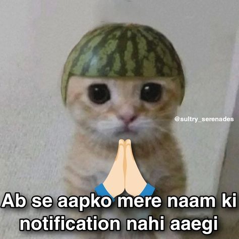 🙏🏻 Whatsapp Memes Funny, Cats Funny Pics, Chat Jokes, Wp Dp, Funny Templates, Exam Memes, Body Progress, I Miss You Cute, Funny Compliments