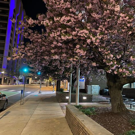 Are you thinking about spring already? We are too. Let’s talk about your dream landscape today! landarch1.com -Downtown Silver Spring at night featuring a ‘Kwanzan’ Cherry in full bloom. #dirtybootla #craigrichmondlandscapearchitects Demand Respect, Silver Spring Maryland, Commercial Landscape, Dream Landscape, Dc Metro, Azure Blue, In Full Bloom, Silver Spring, Landscape Architecture