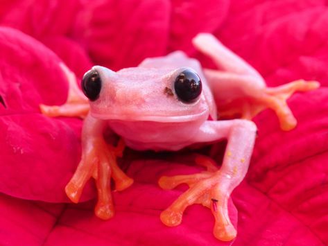 Pink Red Eye Tree Frogs Light Pink Desktop Wallpaper, Aesthetic Frogs, Desktop Wallpaper 4k, Pink Desktop, Cottagecore Frog, Pink Tree, Tree Frog, Red Eye, Tree Frogs