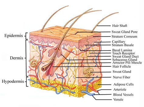 integumentary system | Skin and the Integumentary System: Integumentary System Project, The Integumentary System, Anatomy Notes, Skin Anatomy, Baby Acne, Integumentary System, Sweat Gland, Human Anatomy And Physiology, Biology Notes