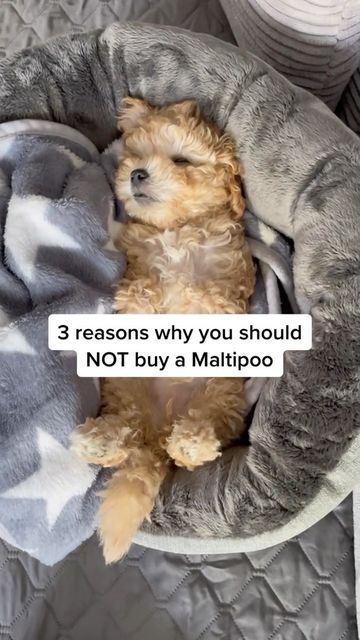 Maltipoo Teddy Bear Haircut, Toy Maltipoo Full Grown, Teacup Maltipoo Full Grown, Maltipoo Puppy Haircuts, Teacup Maltipoo Puppy, Maltipoo Haircut Styles Teddy Bears, Maltipoo Teacup, Maltipoo Adult, Maltipoo Haircut Styles